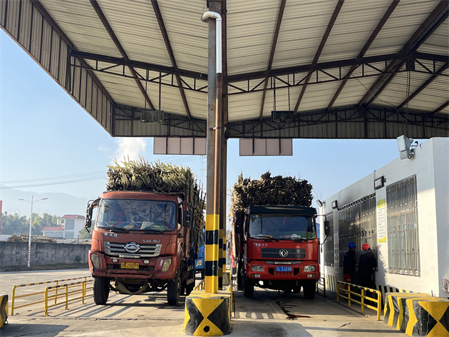 甘蔗进厂.jpg